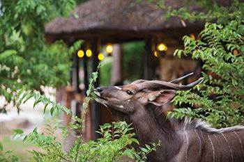 Motswari Private Game Reserve - Timbavati Частный заповедник Класери Экстерьер фото